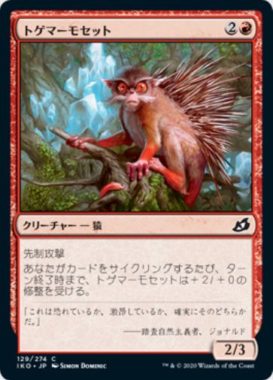 トゲマーモセット(Prickly Marmoset)